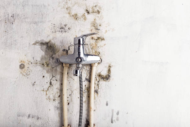 Best Mold Remediation for Schools in New Albany, IN