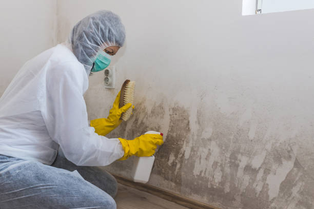 Best Bathroom Mold Remediation in New Albany, IN