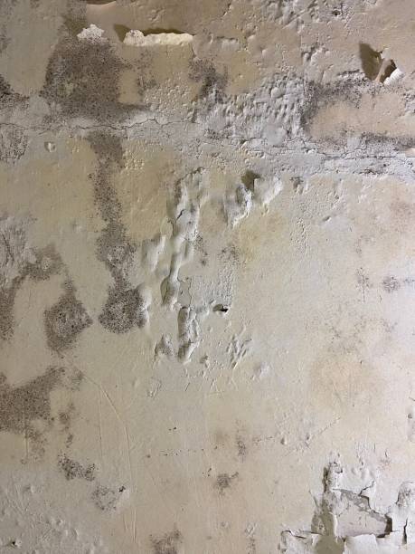 New Albany, IN Mold Remediation Company
