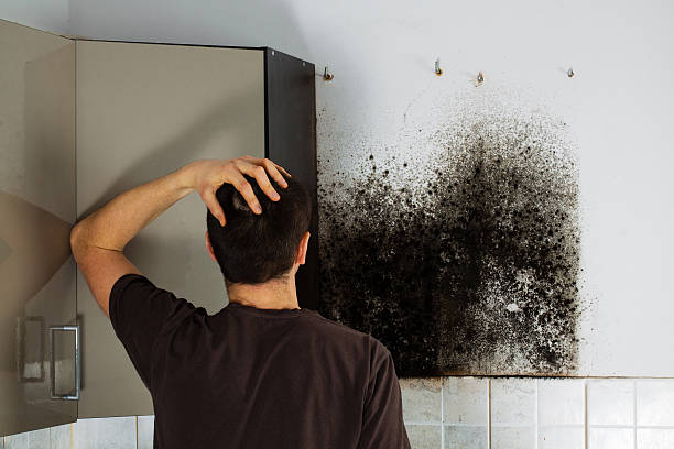 Best Commercial Mold Remediation in New Albany, IN