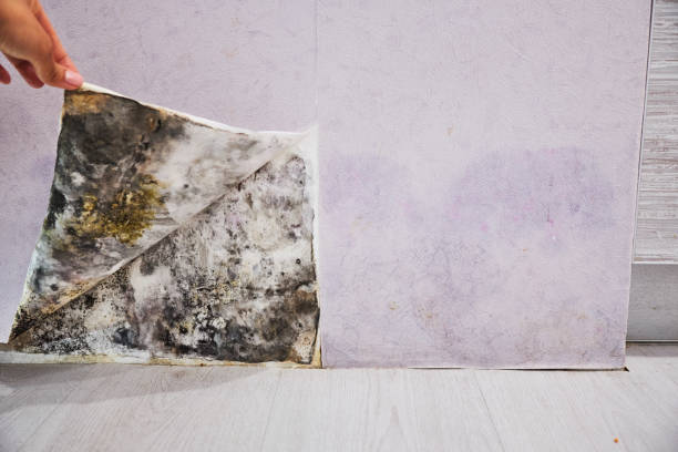 Best Residential Mold Remediation in New Albany, IN